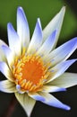 Exquisite purplish blue lotus Royalty Free Stock Photo