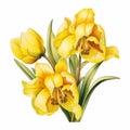 Exquisite Realism: Yellow Tulips Clipart Image Vector Illustration