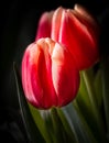 Exquisite Red Tulips Emerging From Shadows Royalty Free Stock Photo