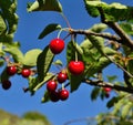 Exquisite ripe cherries hanging from the tree branches