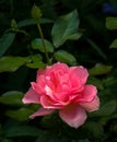 Exquisite Rosy Pink Tiffany Hybrid Rose Royalty Free Stock Photo