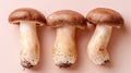 Exquisite royal trumpet mushroom pleurotus eryngii on delicate pastel colored background