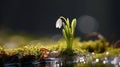 Exquisite snowdrop flower illuminated by the soft rays of the rejuvenating spring sun