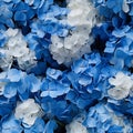 Exquisite top view of vivid and blooming hydrangea flower blossoms, showcasing their natural beauty Royalty Free Stock Photo