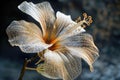 Exquisite Transparent Petal Hibiscus Flower Artistic Close up on Dark Bokeh Background for Elegant Floral Designs