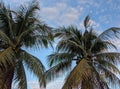 Exquisite Tropical Tree with Palm Leaves Against the Sky