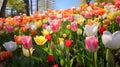 Exquisite tulip garden in full bloom. Ai Generated.NO.02