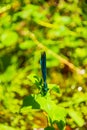 Exquisite turquoise dragonfly perched on green leaf