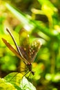 Exquisite turquoise dragonfly perched on green leaf