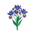 Exquisite Walking Iris Bouquet Floral Design Royalty Free Stock Photo