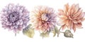 Exquisite Watercolor Dahlias for Wedding Stationery in Peppermint Colors.