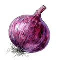 Exquisite watercolor depiction of a purple onion