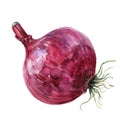 Exquisite watercolor depiction of a purple onion