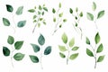 Exquisite watercolor eucalyptus clipart set for stunning design projects and creative endeavors Royalty Free Stock Photo
