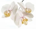 Exquisite white orchid blossom, illuminated by natural light