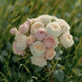 Exquisite white roses bundled with care, a symbol of pure beauty