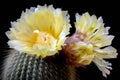 Hairy Cactus in full bloom, Notocactus Leninghausii