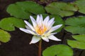 Delicately beautiful white and yellow with purple accents water lily. Royalty Free Stock Photo