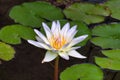 Delicately beautiful white and yellow with purple accents water lily.