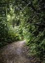 Dog on a bush path, Hinemoa\'s Steps, Rotoiti Royalty Free Stock Photo