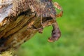 Extatosoma tiaratum, commonly known as the spiny leaf insect, the giant prickly stick insect, Macleay`s specter or the Australian Royalty Free Stock Photo