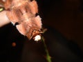 Extatosoma tiaratum egg