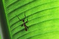 Extatosoma tiaratum nymph