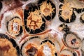 Exteme macro of a Leopardskin Jasper surface. Royalty Free Stock Photo