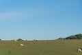 Extensive beef cattle breeding fields in the State of Rio Grande do Sul Brazil Royalty Free Stock Photo