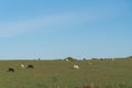 Extensive beef cattle breeding fields in the State of Rio Grande do Sul Brazil Royalty Free Stock Photo