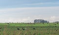 Extensive beef cattle breeding fields in the State of Rio Grande do Sul Brazil Royalty Free Stock Photo