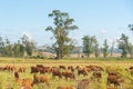 Extensive beef cattle breeding fields in the State of Rio Grande do Sul, Brazil Royalty Free Stock Photo