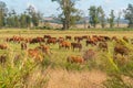 Extensive beef cattle breeding fields in the State of Rio Grande do Sul, Brazil Royalty Free Stock Photo