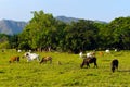 Extensive cattle farming in tropical climate Royalty Free Stock Photo