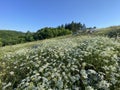 Morning on the white flowers field,mehedinti plateau-romania