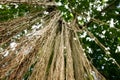 Extensive, hanging banyan tree roots Royalty Free Stock Photo