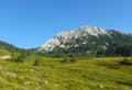 Extensive mountain meadows in beautiful alpine nature.