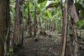 Extensive plantation of bananas in an organic garden of Ecuador