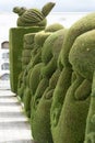 Extensive topiary of the Tulcan Ecuador cemetery