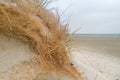 Root system of grass in eroded dune Royalty Free Stock Photo