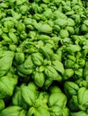 Extensively grown green basil Royalty Free Stock Photo