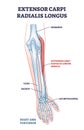 Extensor carpi radialis longus muscle with arm and hand bones outline diagram