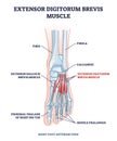 Extensor digitorum brevis muscle for foot phalanges movement outline diagram Royalty Free Stock Photo