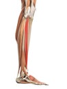 The extensor digitorum longus