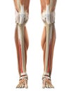 The extensor hallucis longus Royalty Free Stock Photo