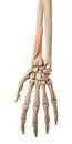 The extensor pollicis brevis