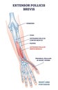 Extensor pollicis brevis muscle location with arm skeleton outline diagram