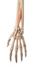 The extensor pollicis longus Royalty Free Stock Photo