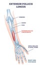 Extensor pollicis longus muscle location with arm skeleton outline diagram