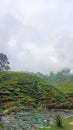 extent of tea plantations in Brebesto Central Java